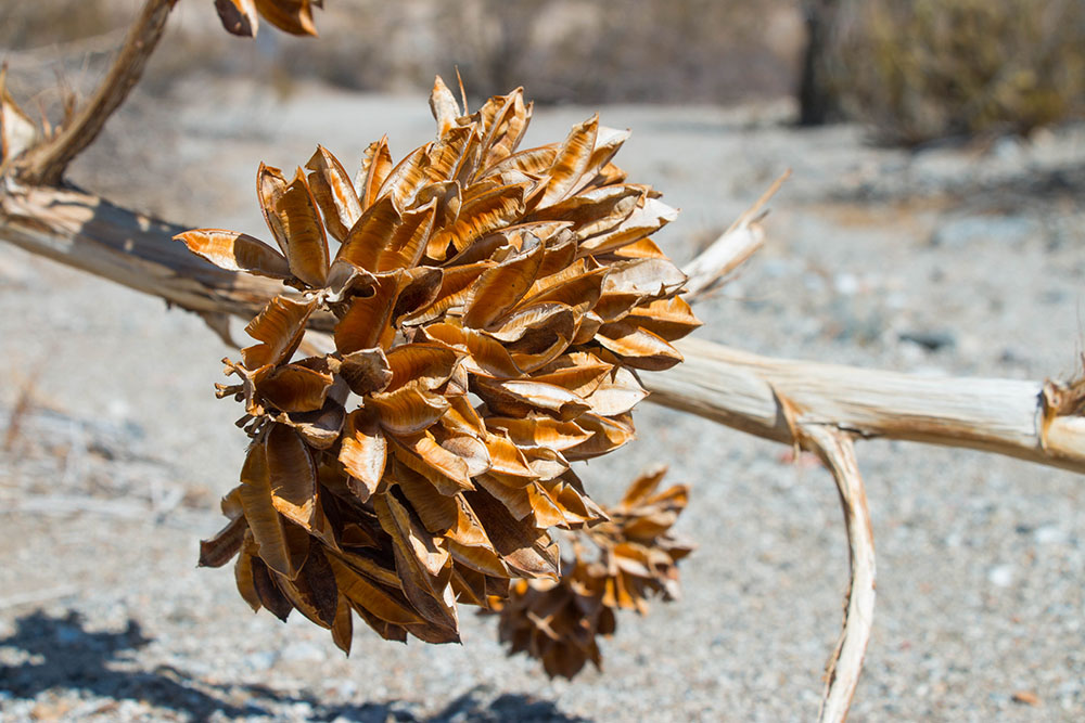 Vertrocknete Desert-Agave