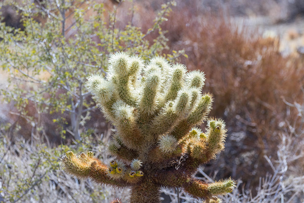 Noch ein Cholla-Kaktus