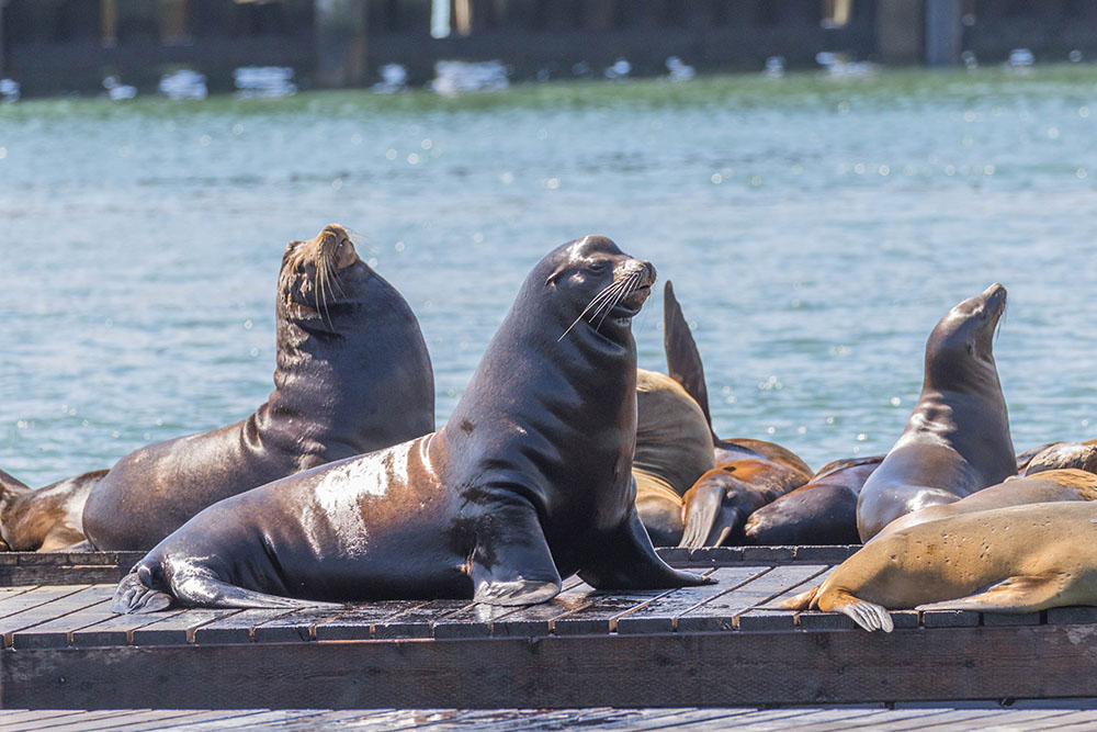 Bei den Seelöwen im Hafen