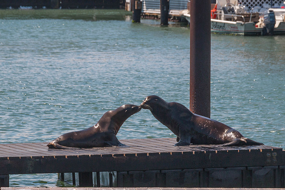 Bei den Seelöwen im Hafen