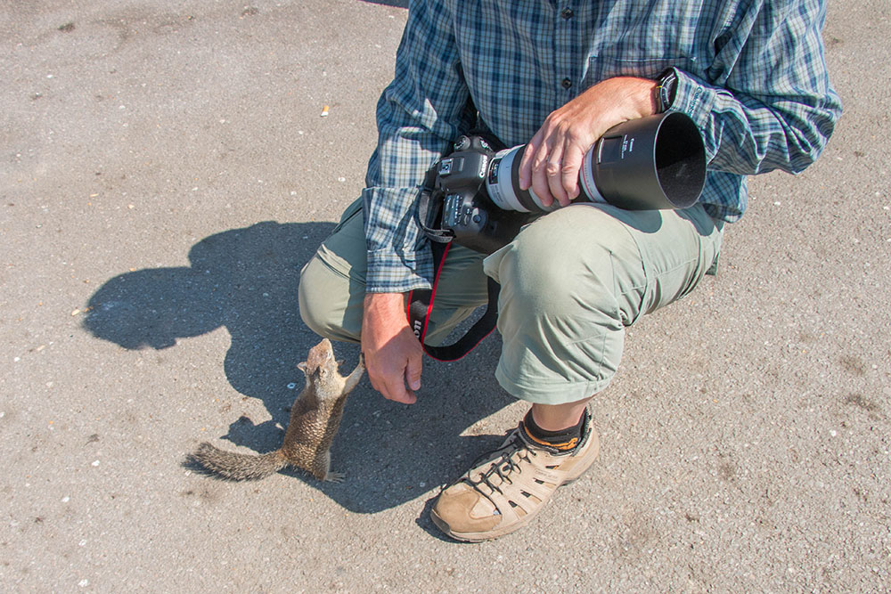 Bei uns betteln sie vergebens - keep wildlife wild!