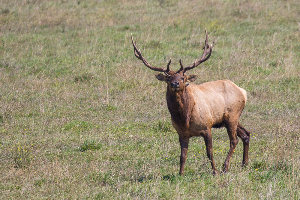 ... können wir einen Wapiti bewundern