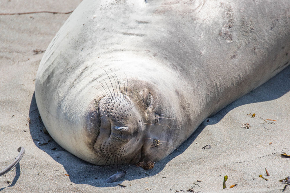 So wie auch Menschen am Strand liegen ...