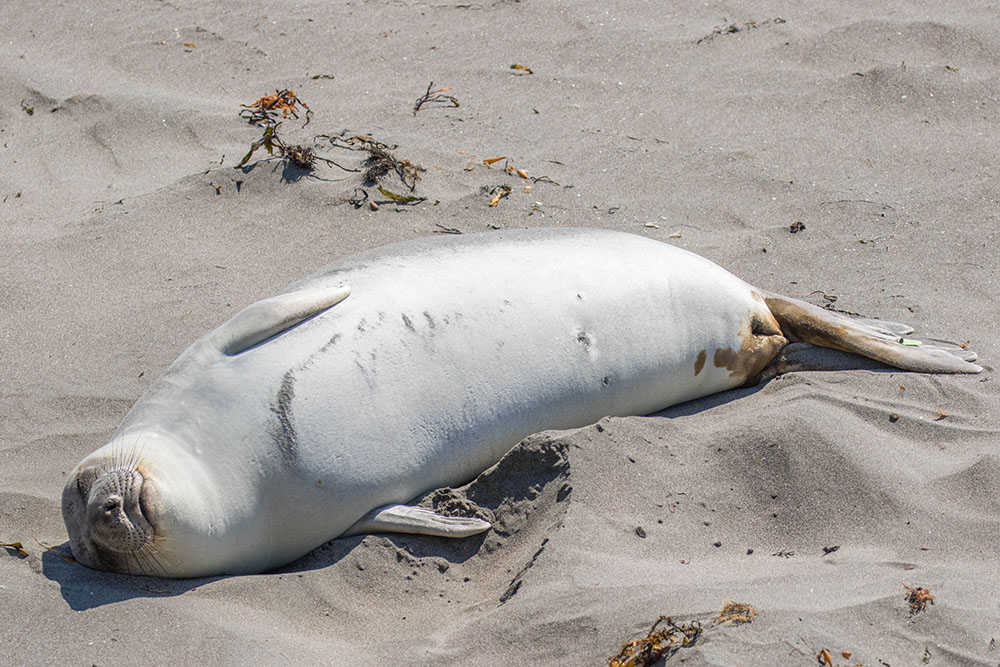 ... liegen die Seeelefanten im Sand ...