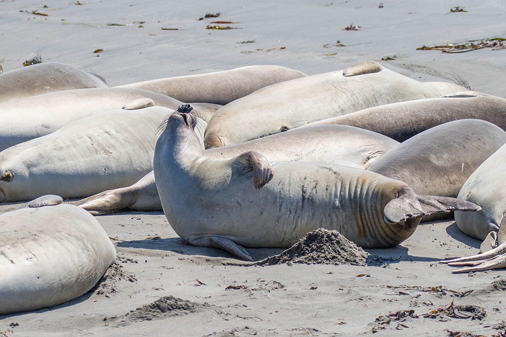 Ähnlichkeiten mit Menschen am Strand ...