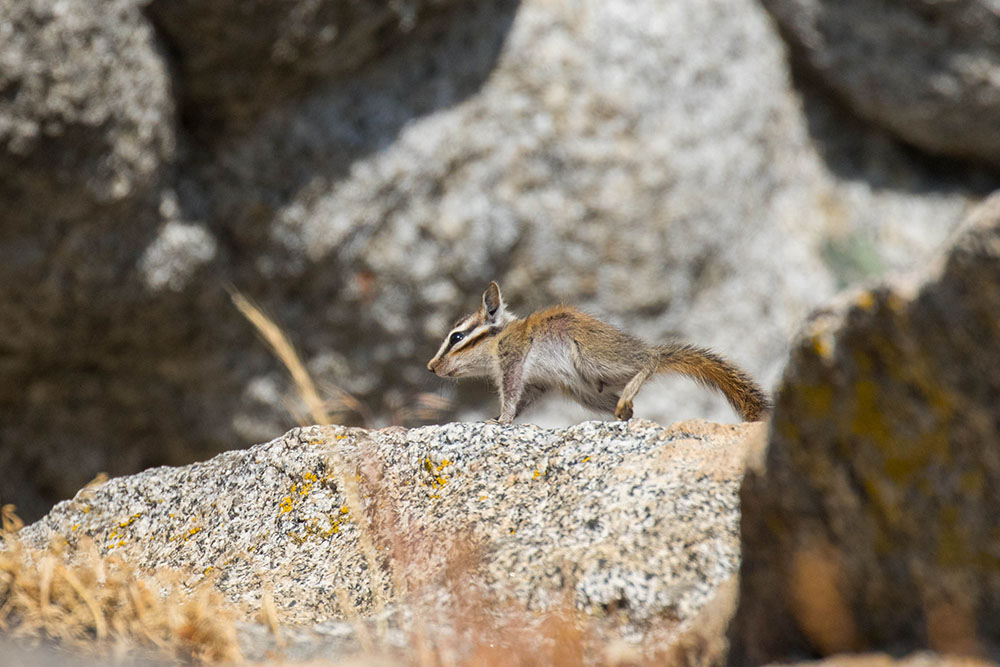 Streifenhörnchen