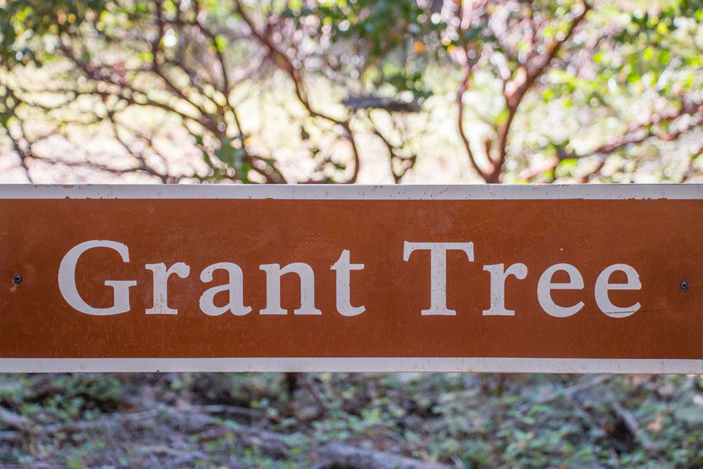 Grant Tree in Sicht