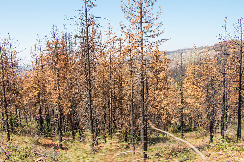 Hier wütete ein Waldbrand
