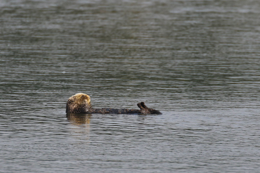 Da schwimmt schon einer der Otter ...