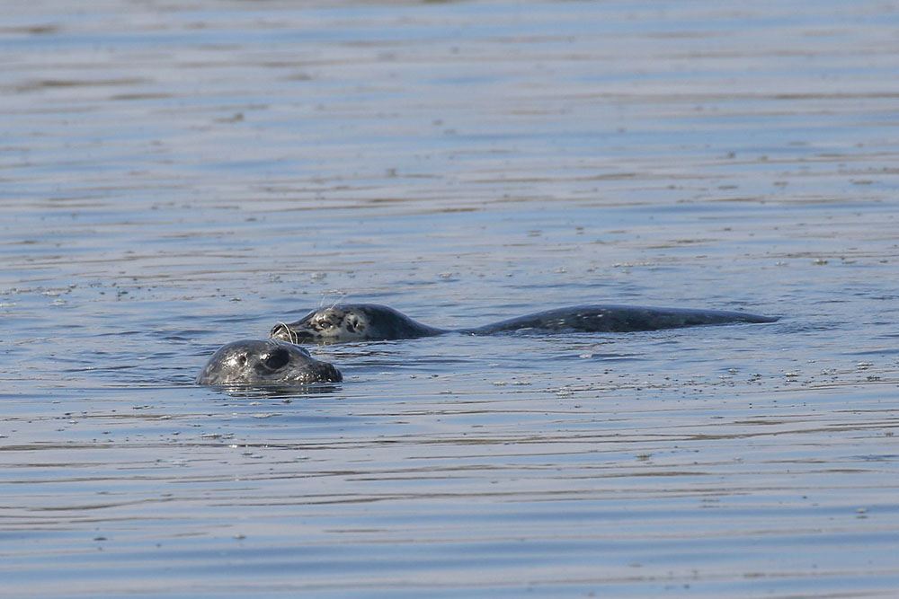 Auch Seehunde gibt es in der Bucht