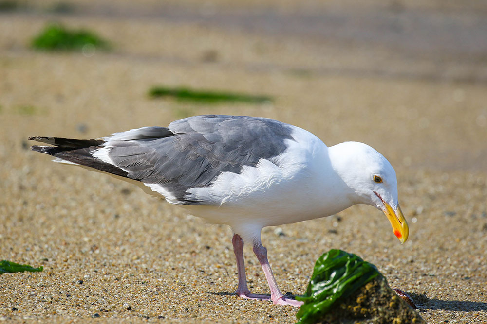 Möwe auf Futtersuche