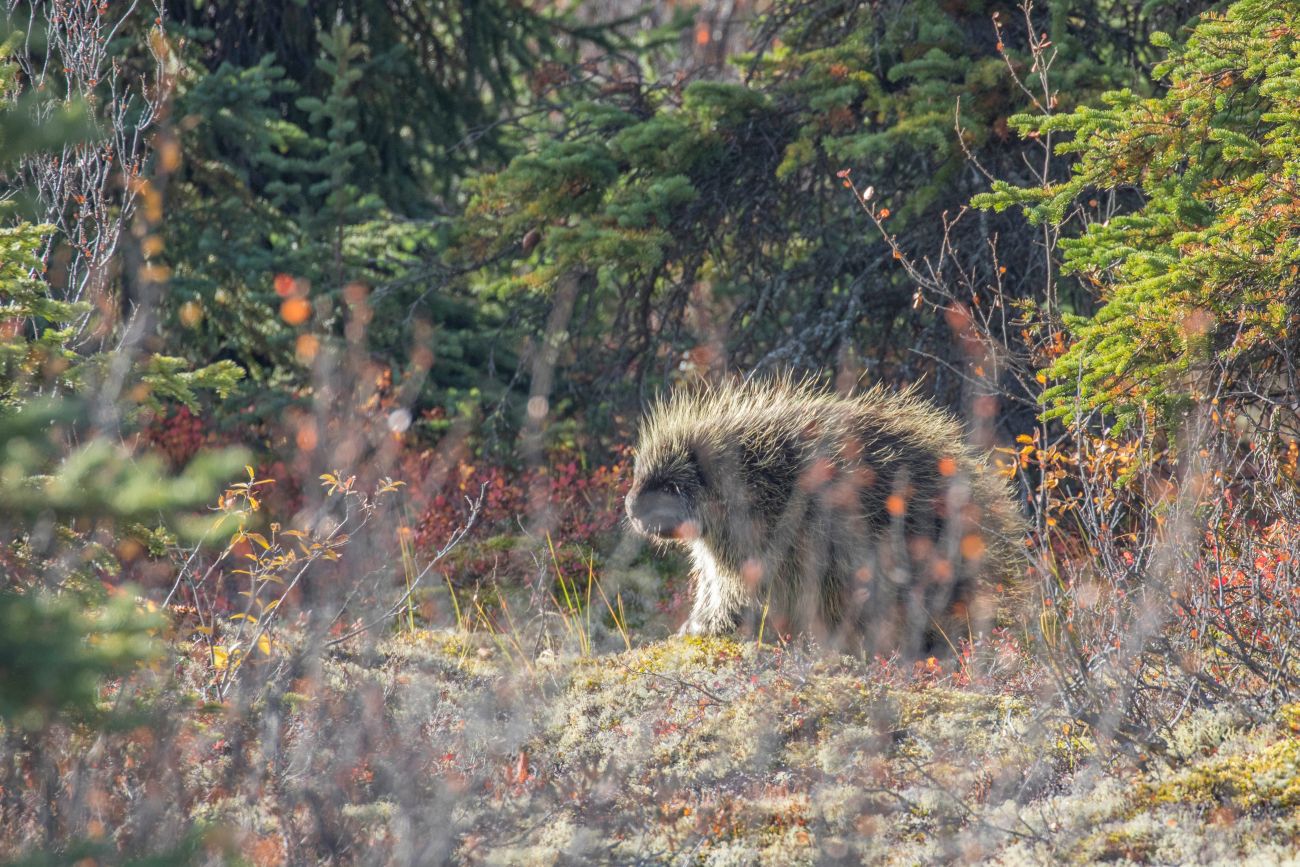Wir entdecken ein Porcupine (Stachelschwein) neben der Straße 