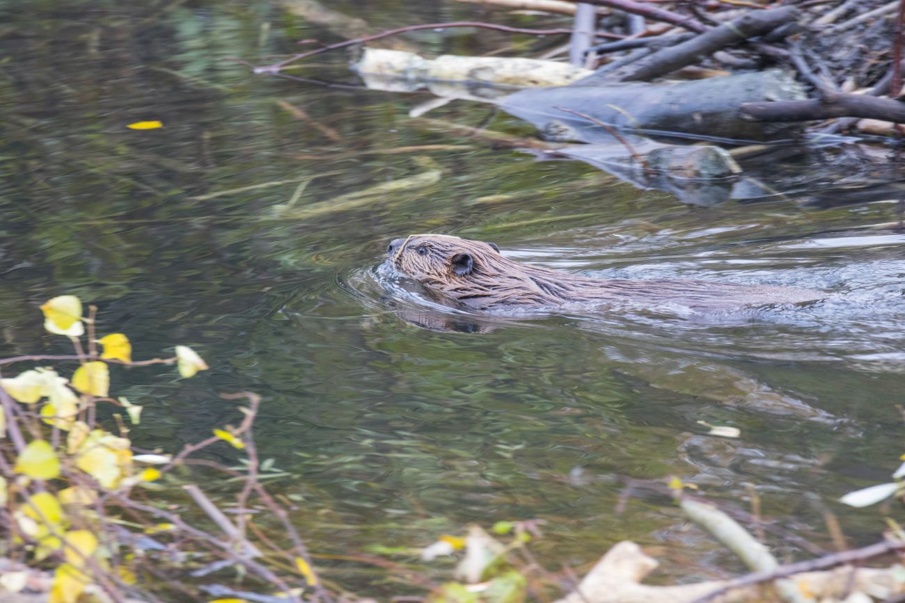... auf dem kleinen Pond herum 