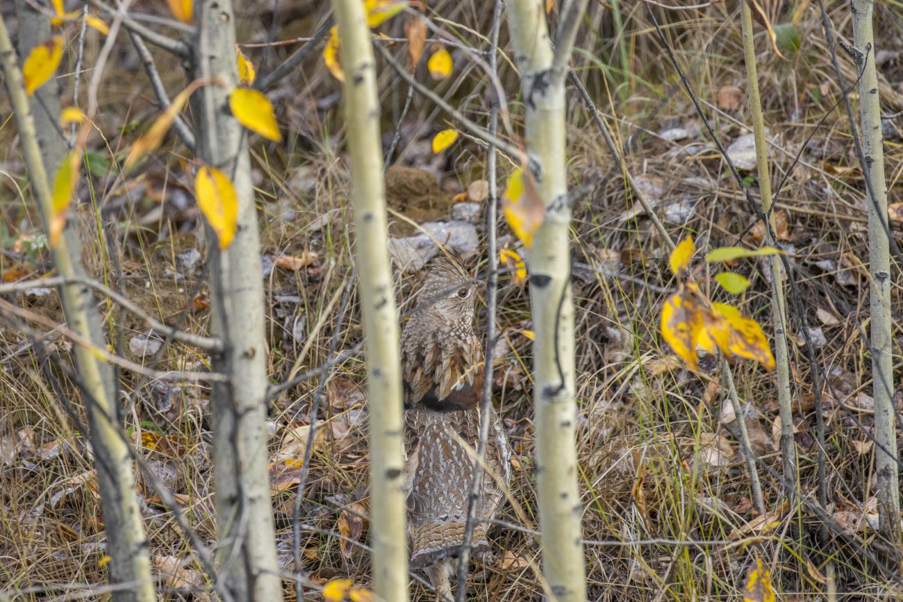 Ein Tannenhuhn versteckt sich 