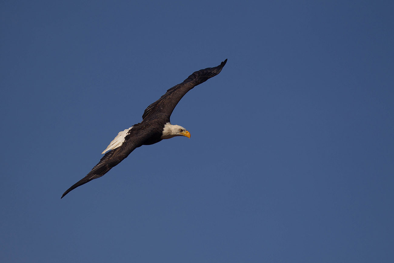 Bald Eagle über unseren Köpfen 