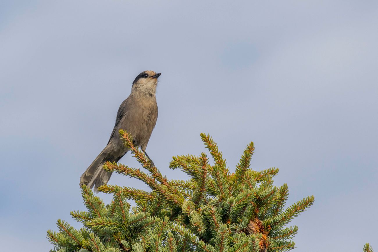 Ein Grey Jay ...