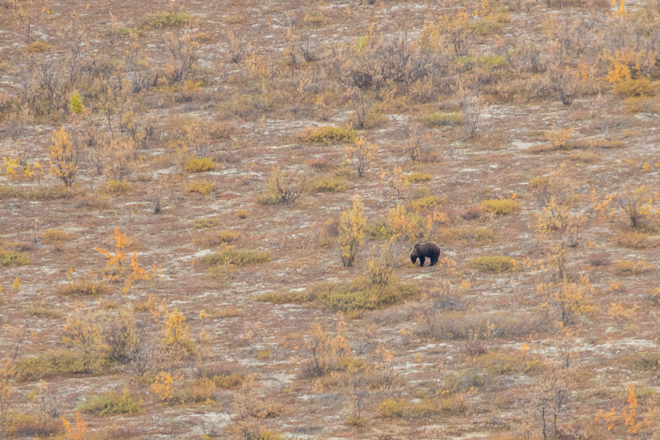 Weit entfernt sehen wir einen weiteren Grizzly 