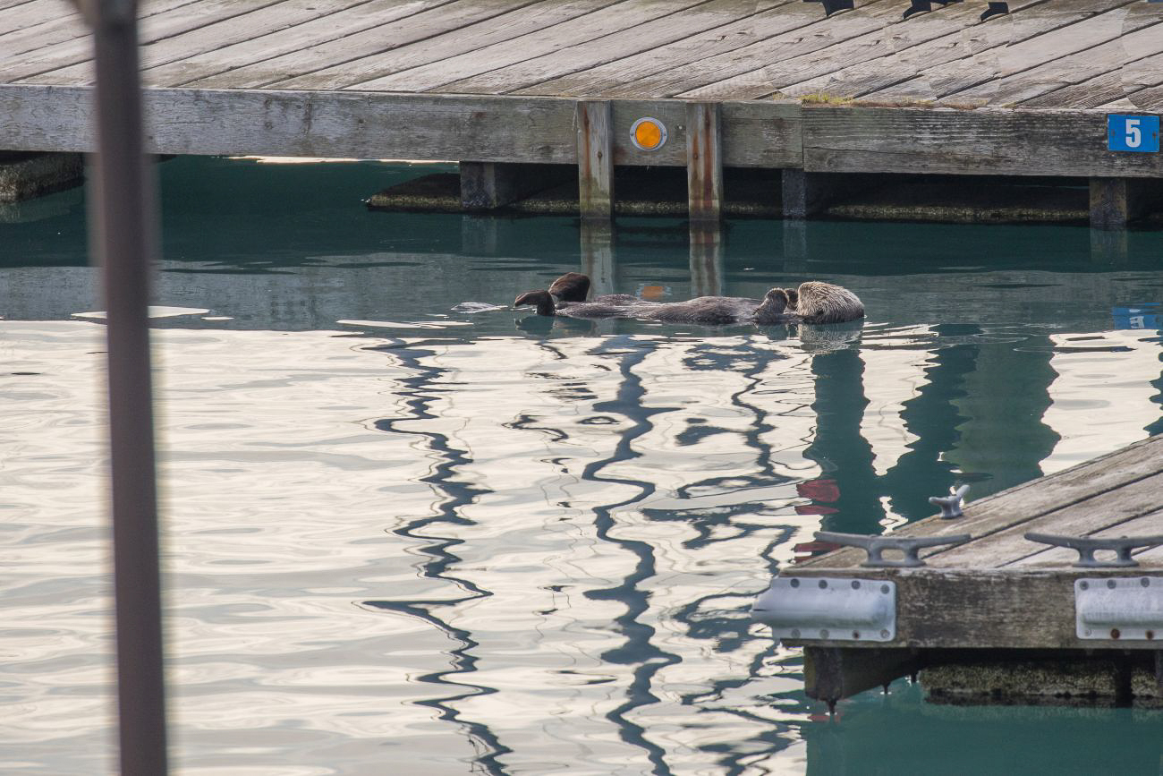 Ein Seeotter treibt faul im Wasser ... 