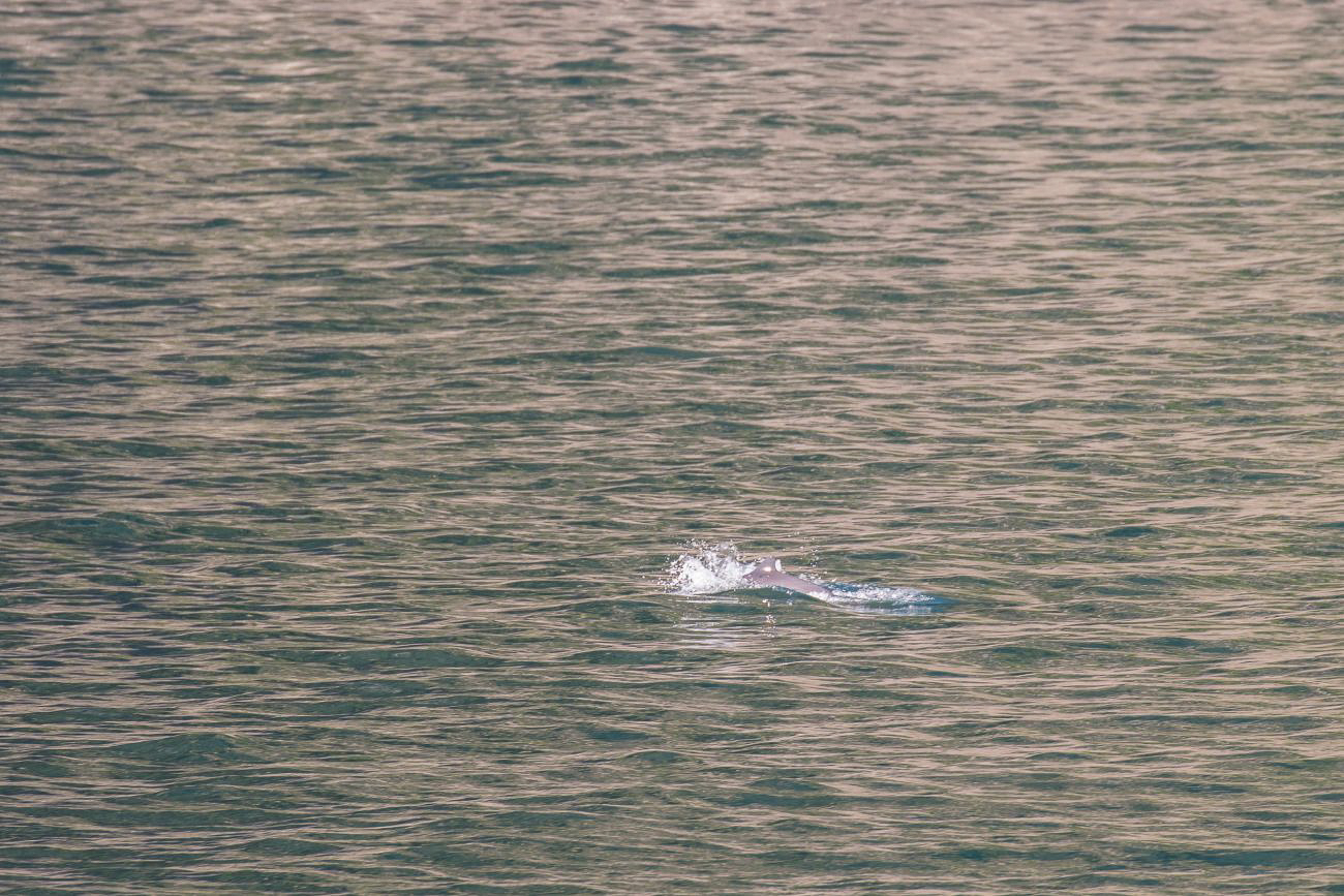 Ganz kurz taucht ein Delfin auf 