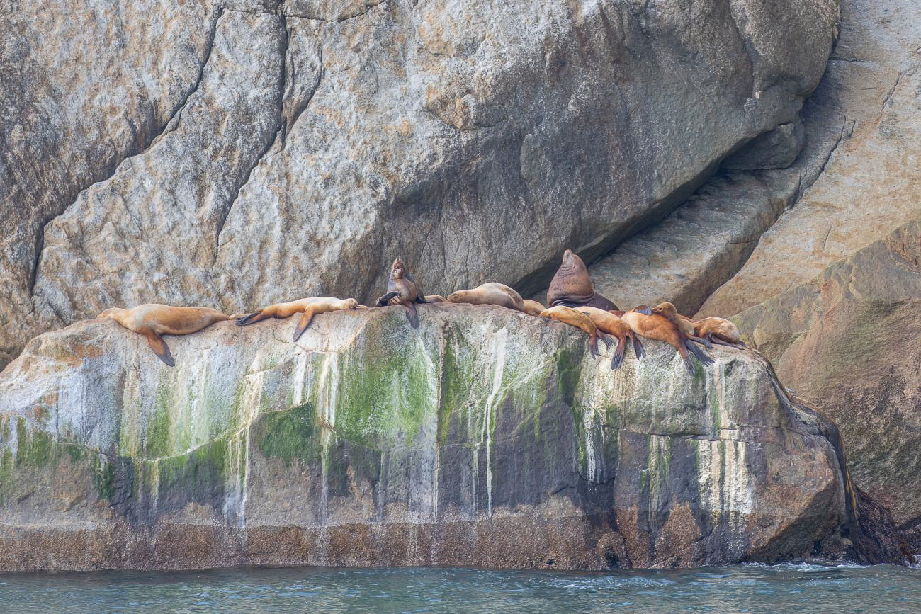 Seelöwen auf einem Felsen 