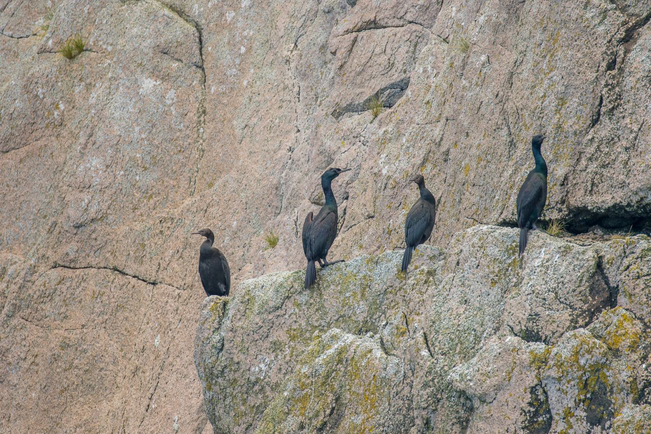 ... trocknen ihr Gefieder in den Felsen 