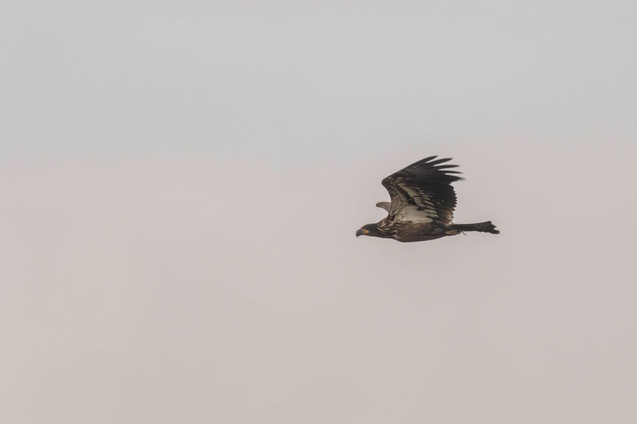 Fischadler (Osprey) 