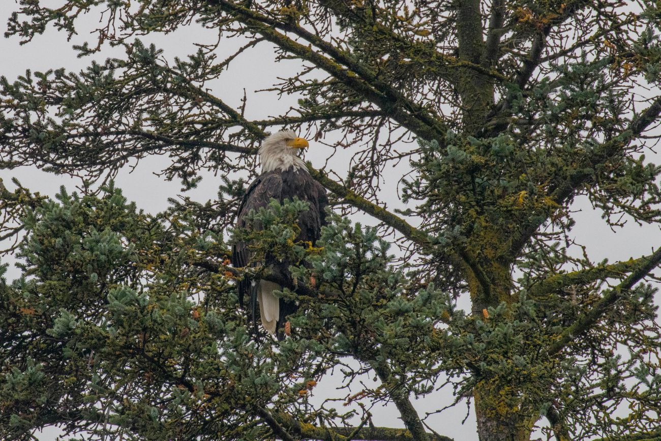 Gleich nebenan sitzt ein Weißkopfseeadler 