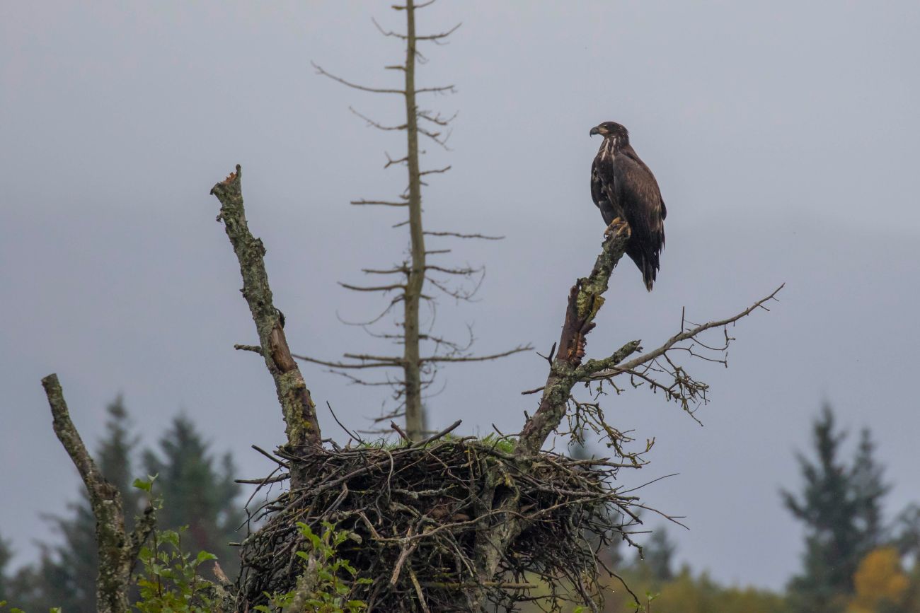 Begrüßung durch einen Fischadler (Osprey) 