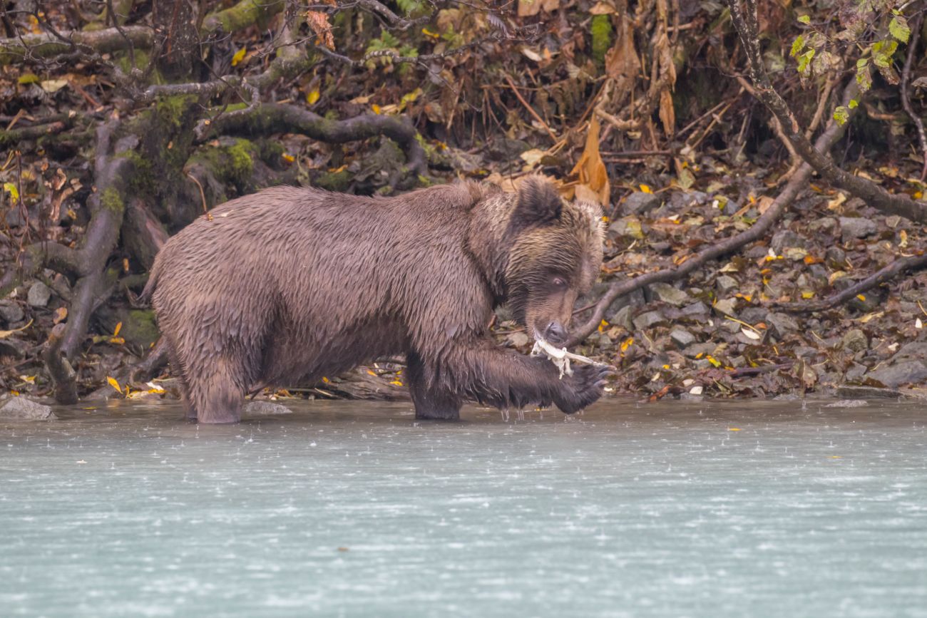 Am Ufer tauchen die ersten Bären auf 