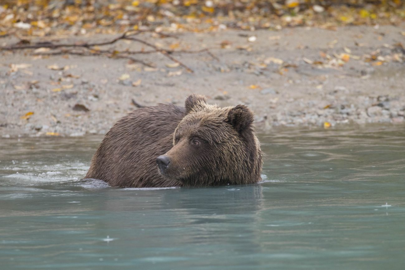 Grizzly