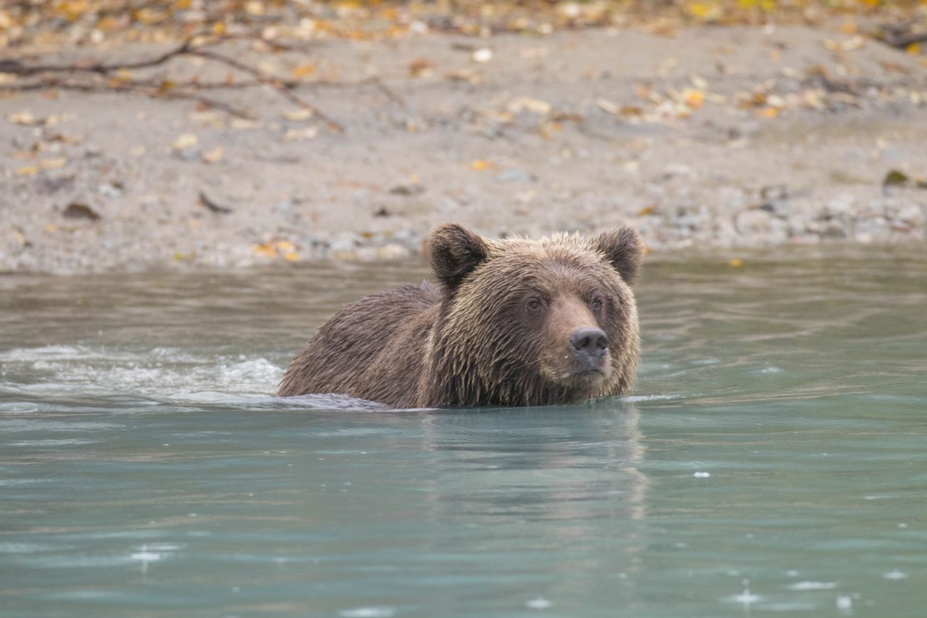 Grizzly