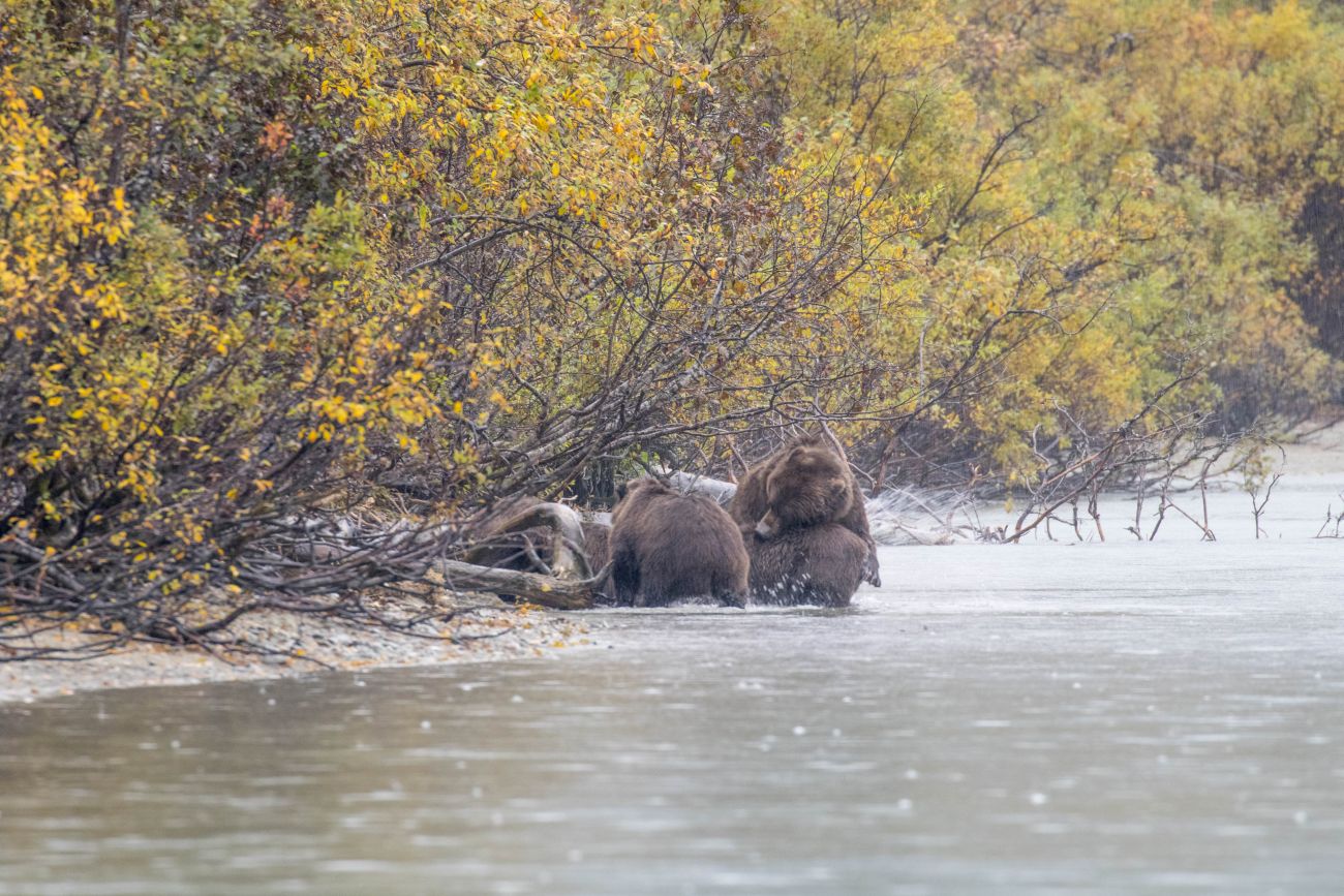 Bärenmutter mit drei Cubs 