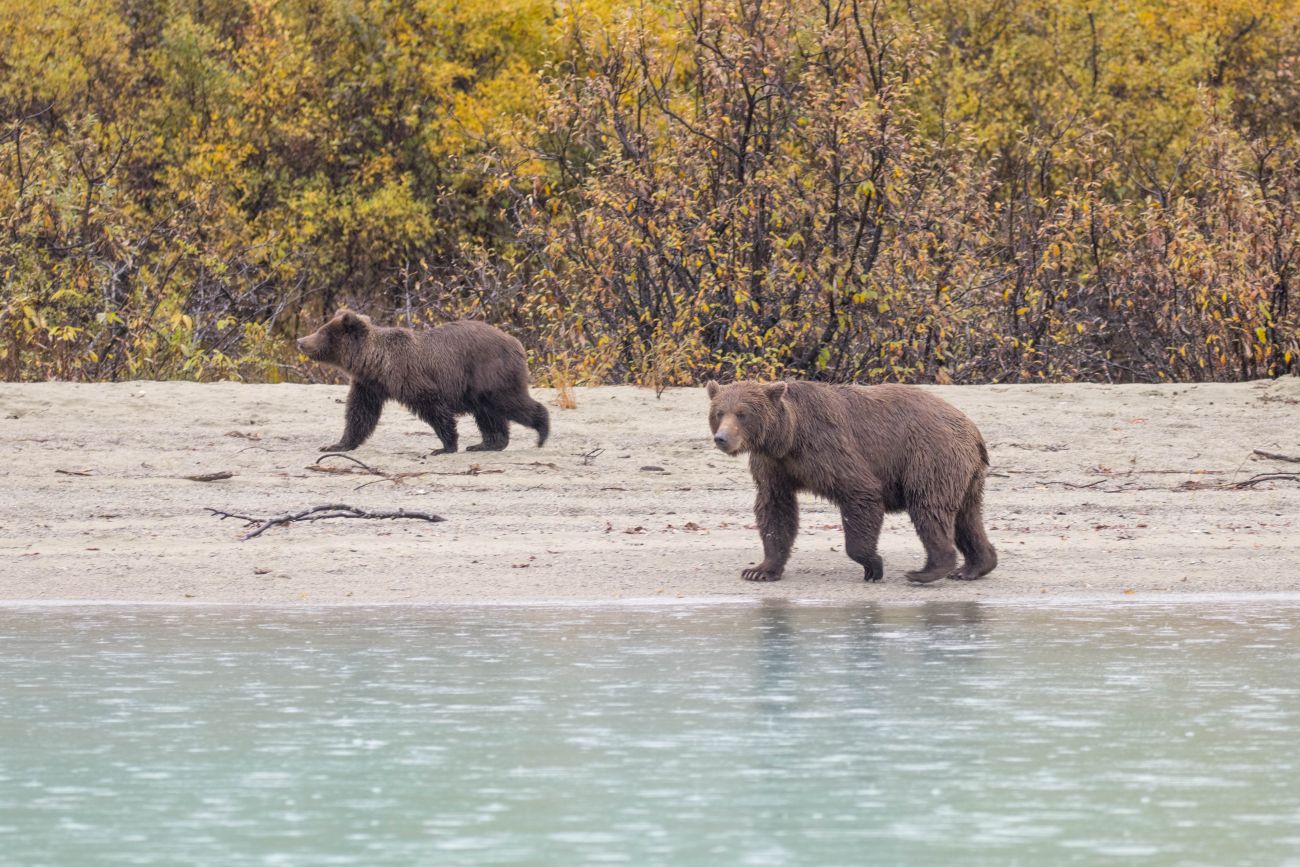 Grizzly