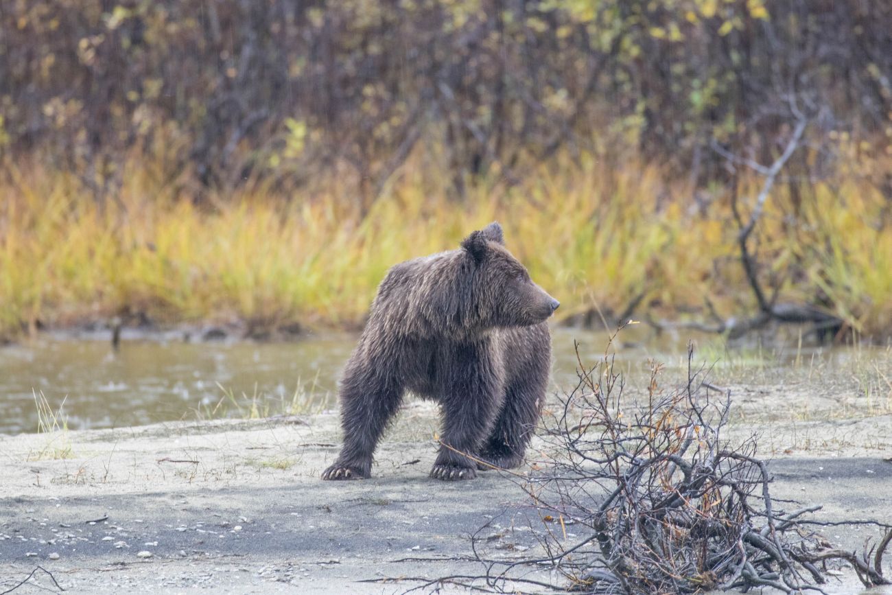 Grizzly