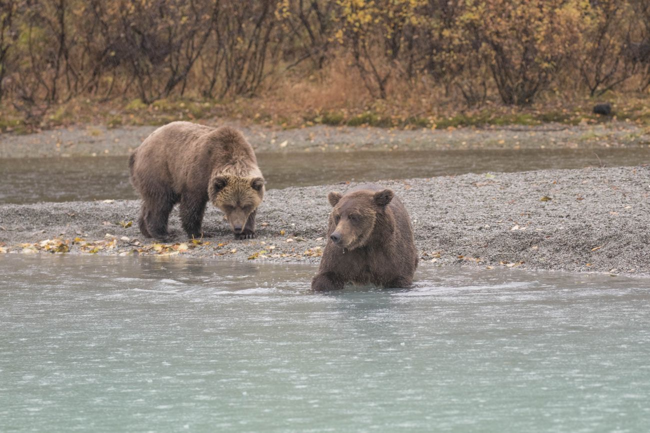 Grizzlyfamilie
