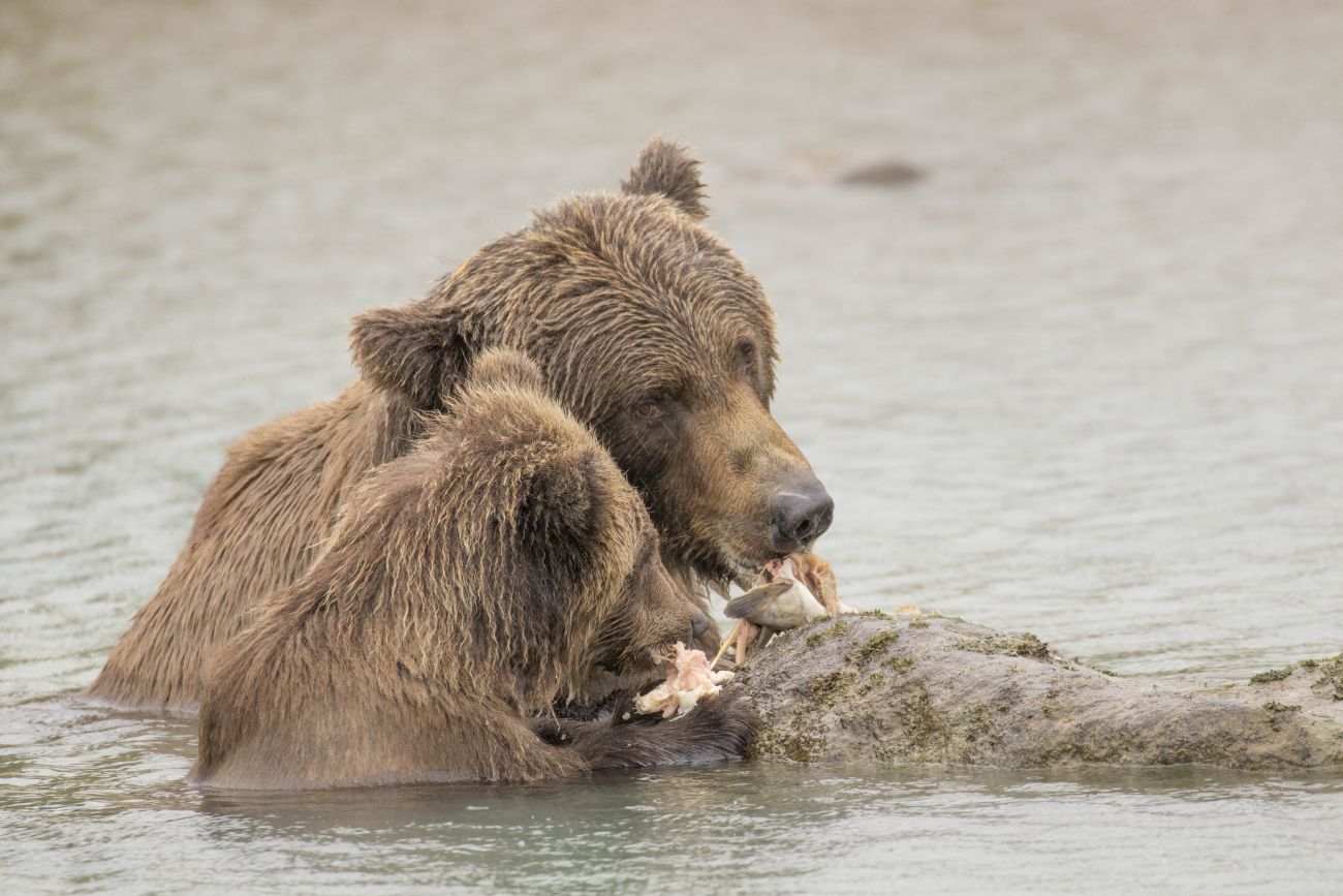 Grizzlyfamilie beim Fressen 