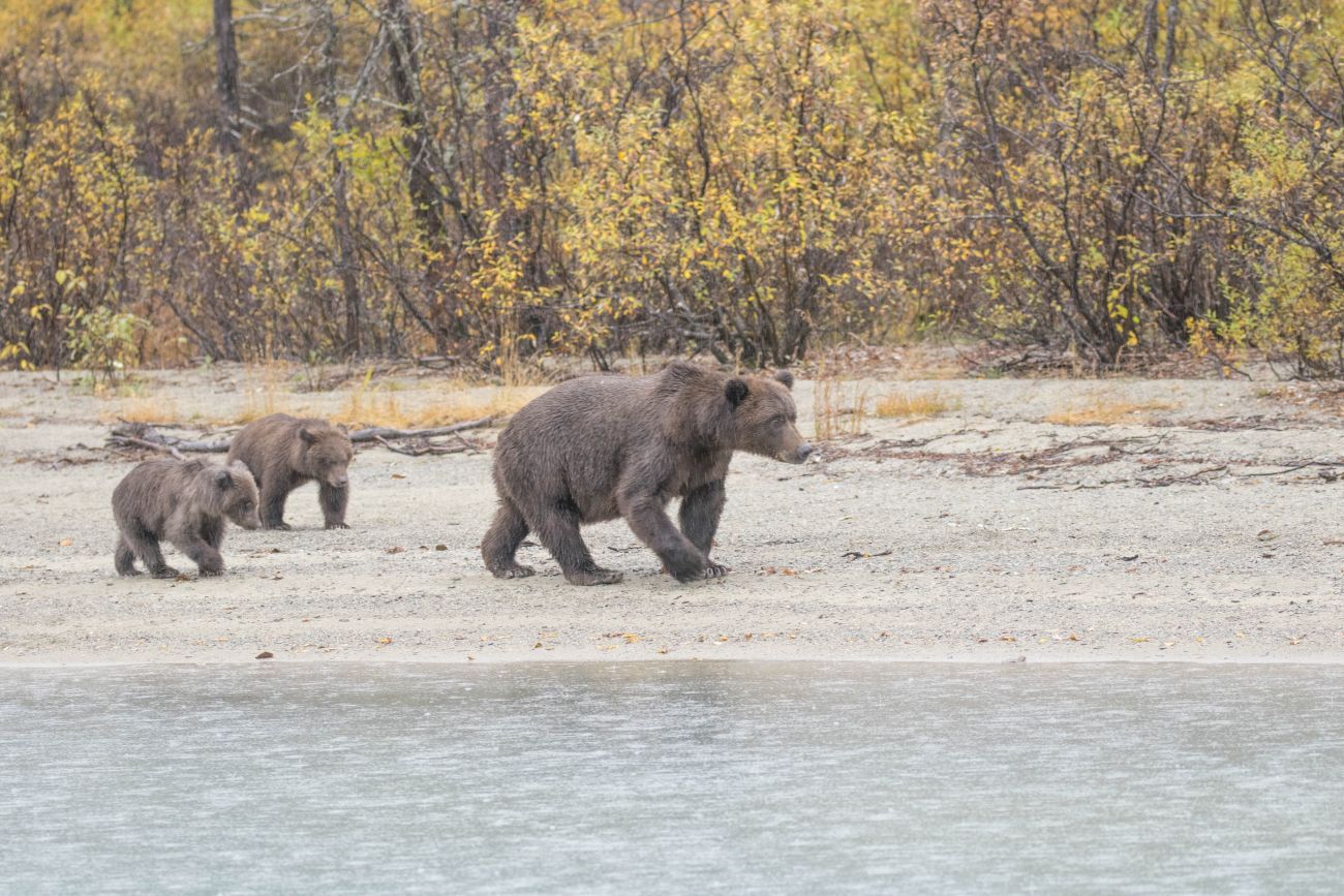 Bärenmutter mit zwei einjährigen Cubs 