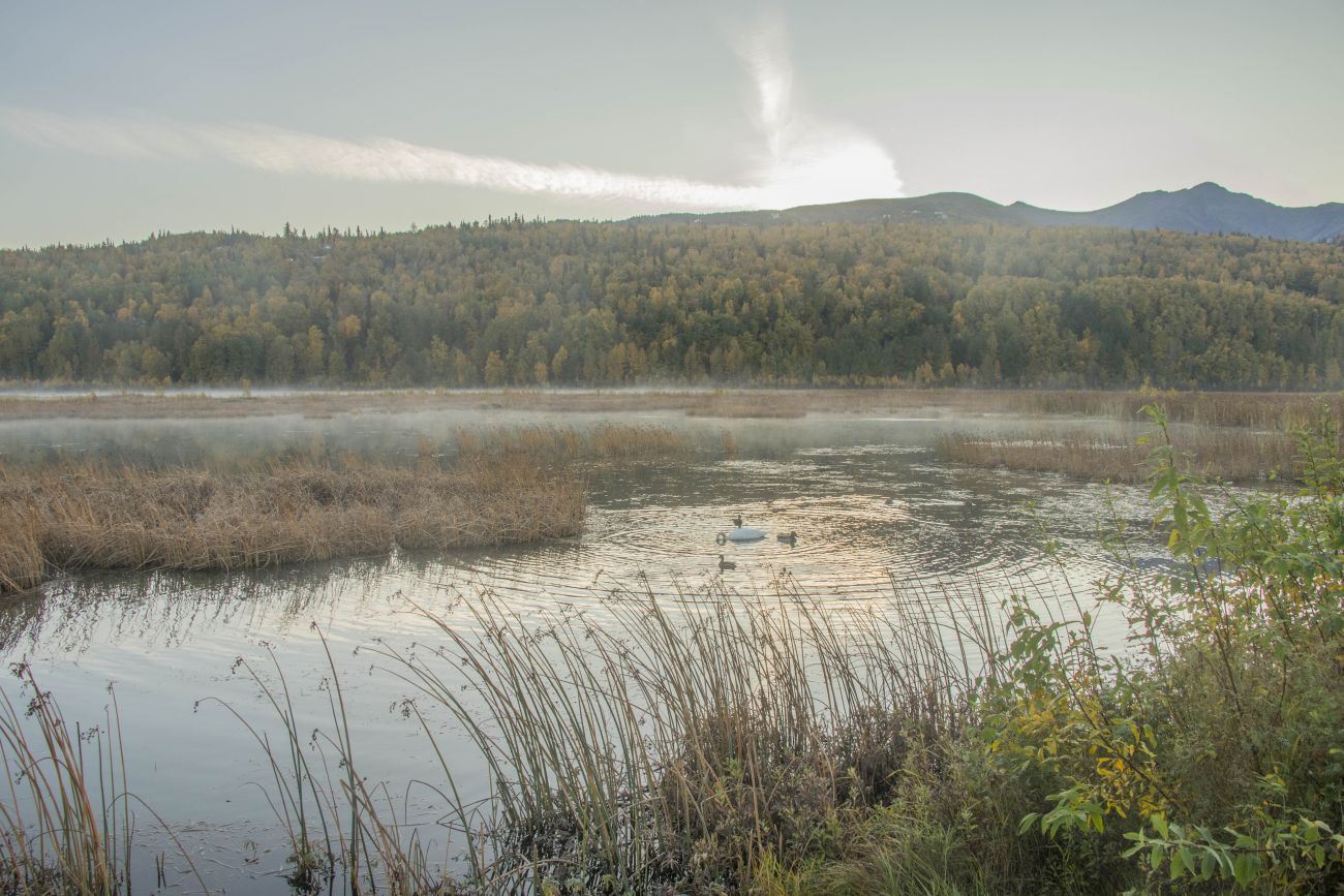 Potter Marsh ist eine Sumpflandschaft am Rande von Anchorage 