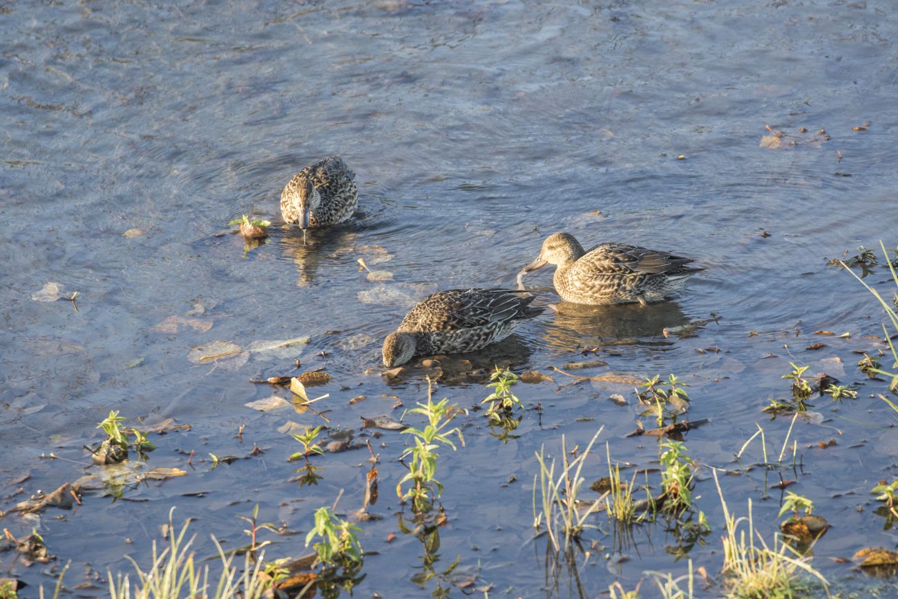 ... einige Enten ... 