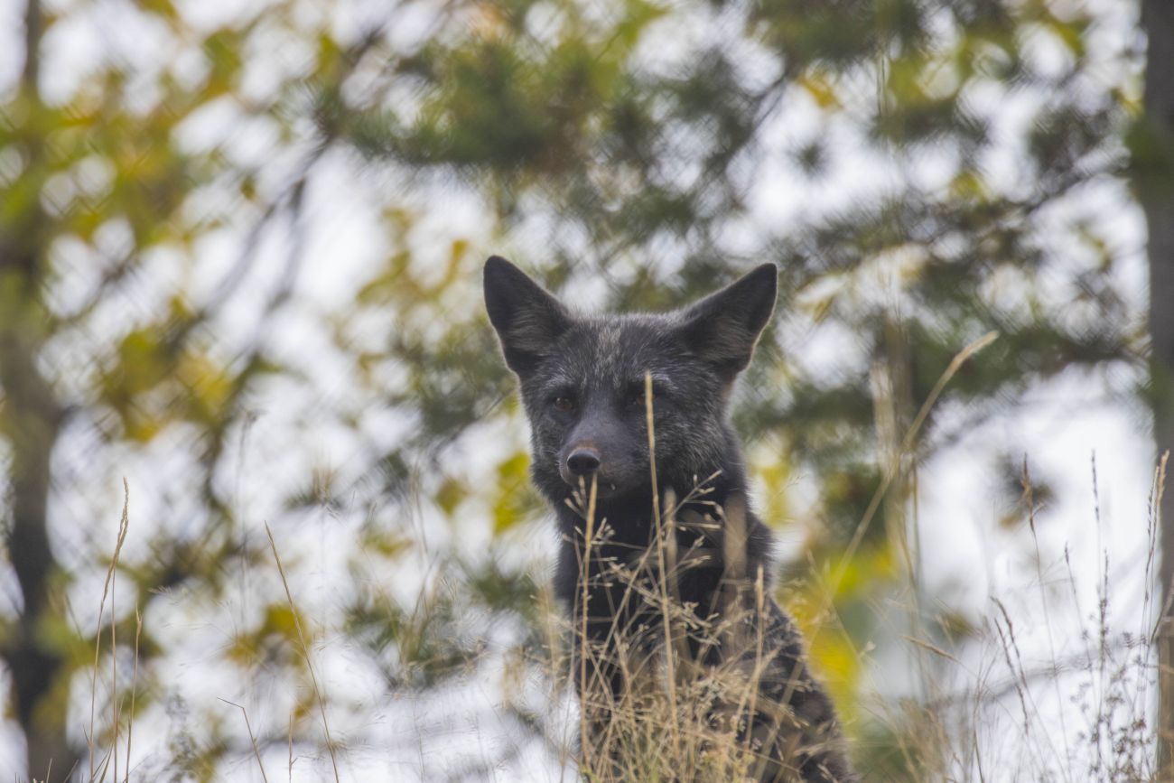 Scheuer Fuchs ... 