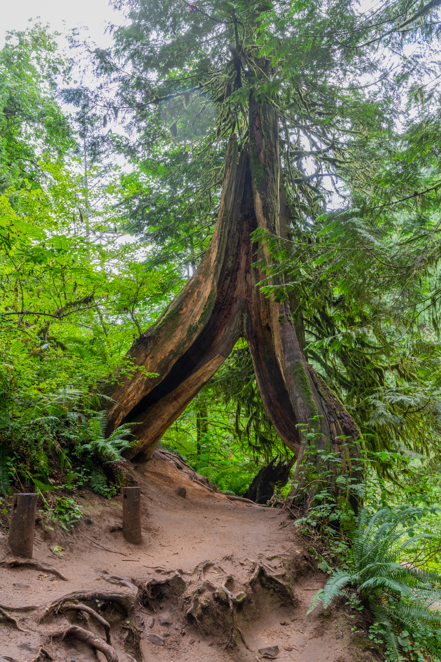 Merkwürdiger Baum