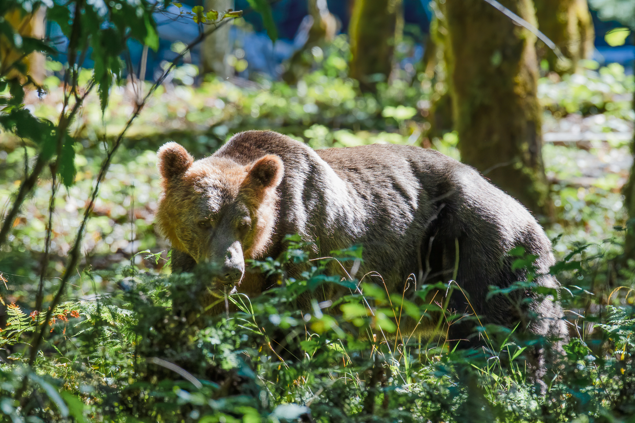 Grizzly im Wald