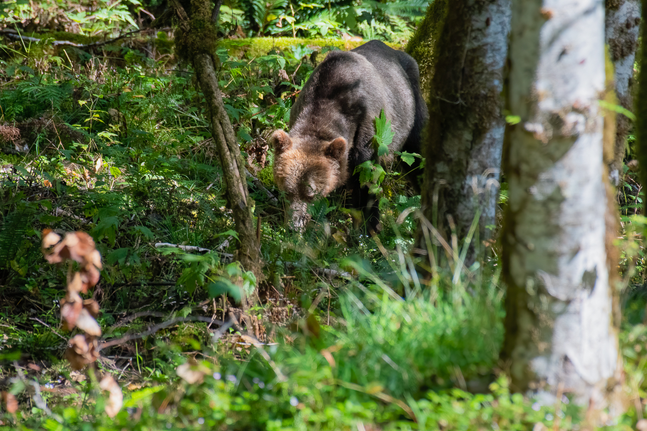 Hungrig gräbt er nach Wurzeln