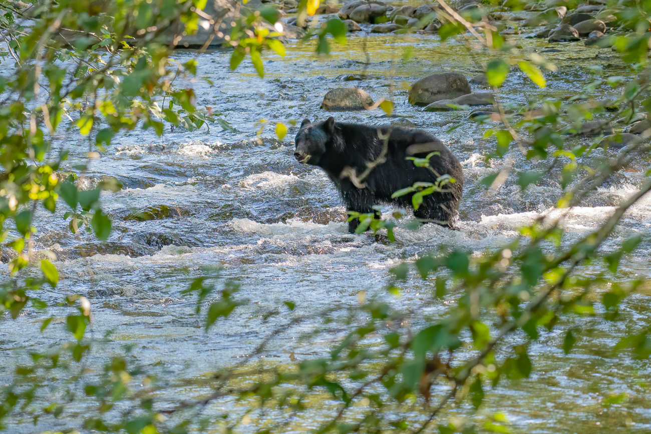 Bald darauf treffen wir auch noch auf einen Schwarzbären im Quinsam River ...