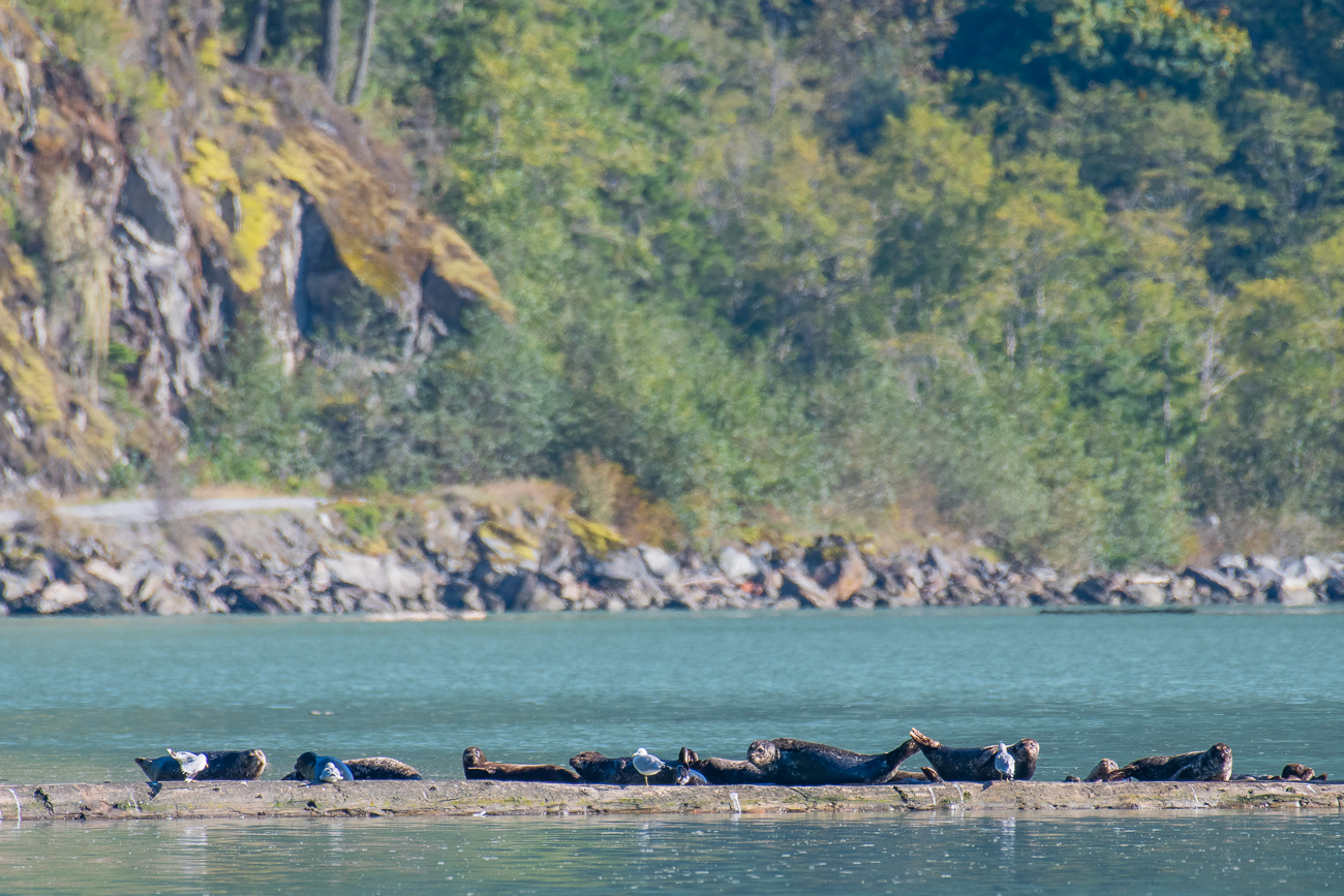 Seehunde sonnen sich auf den schwimmenden Baumstämmen