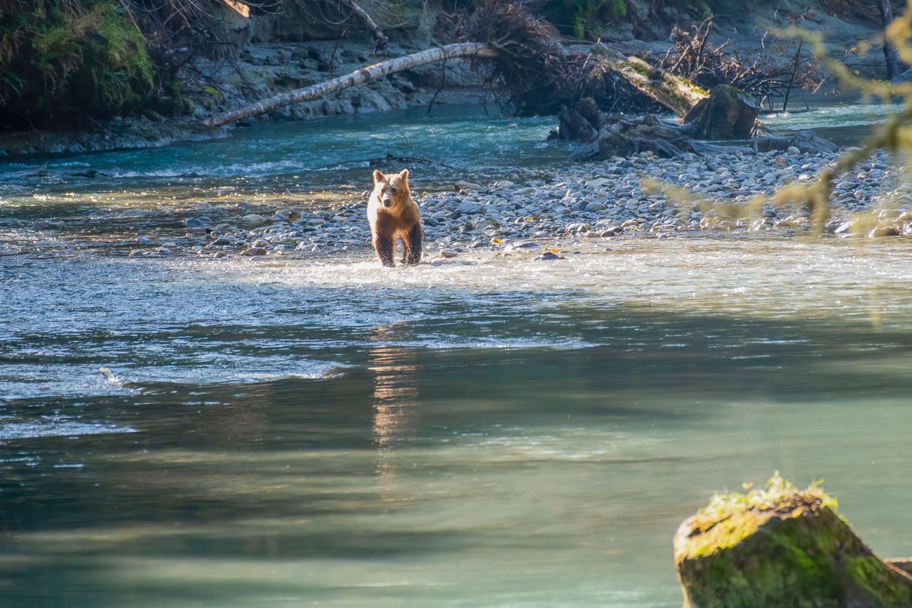 Da taucht der erste Grizzly auf