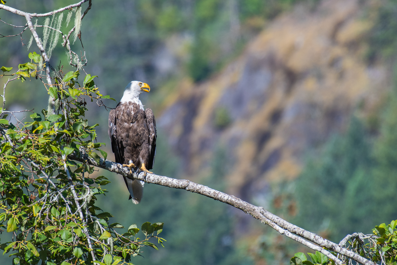 Ein Weißkopf-Seeadler beobachtet die Szenerie
