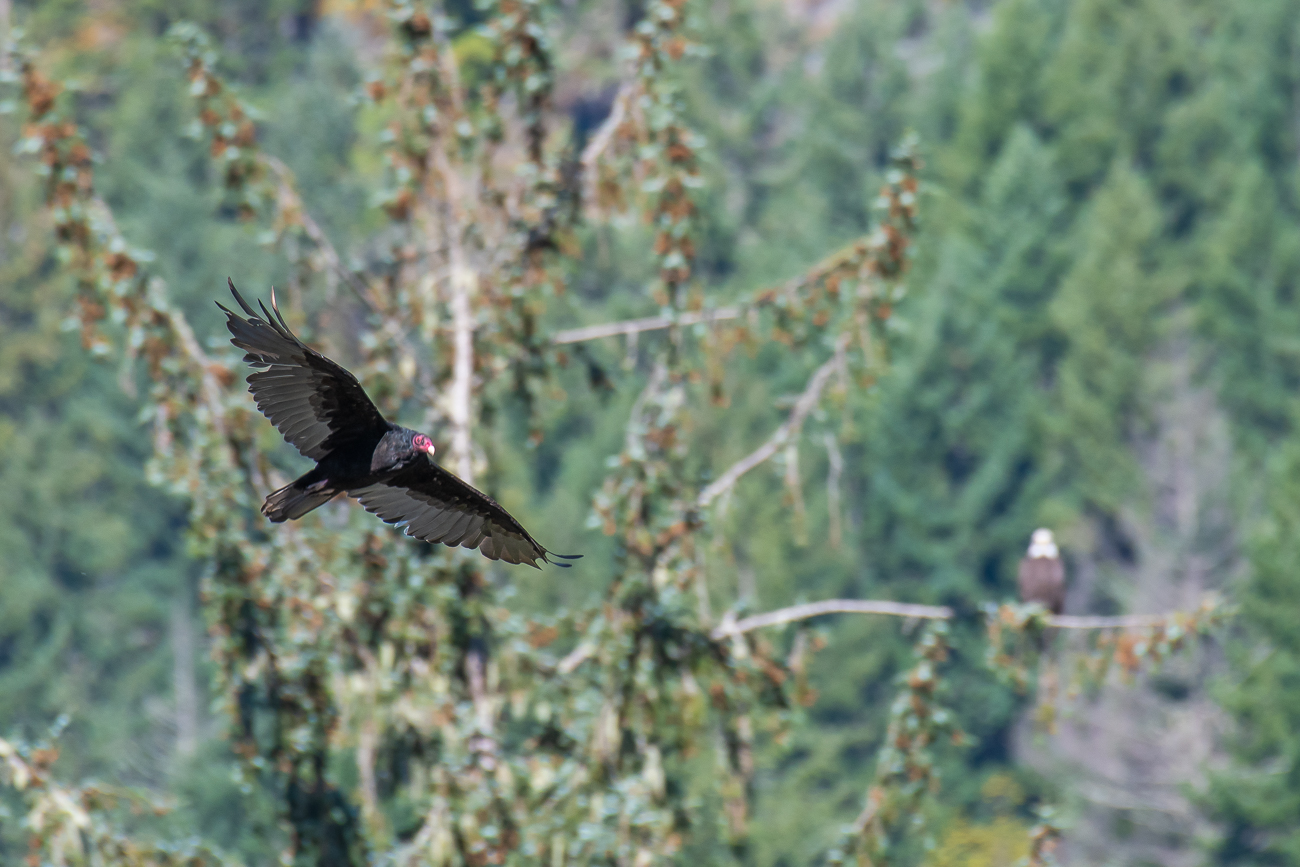 Ein Truthahngeier fliegt vorbei, im Hintergrund ein weiterer Bald Eagle