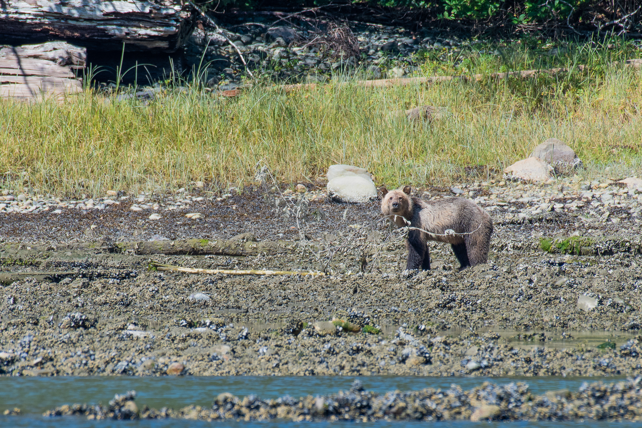 an der sich Grizzlys auch vom Boot aus beobachten lassen