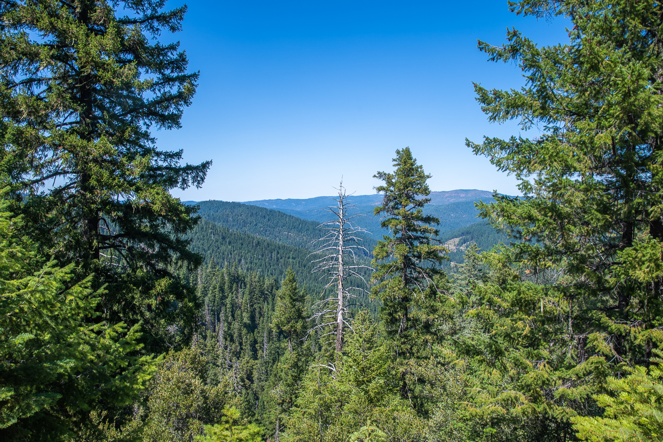 Dichte Wälder